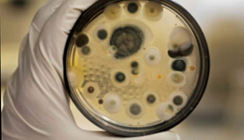 Mold and The Dangers It Poses To Your Health